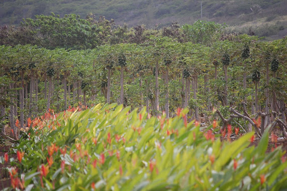 February 23: A Tree (or a bunch of them)