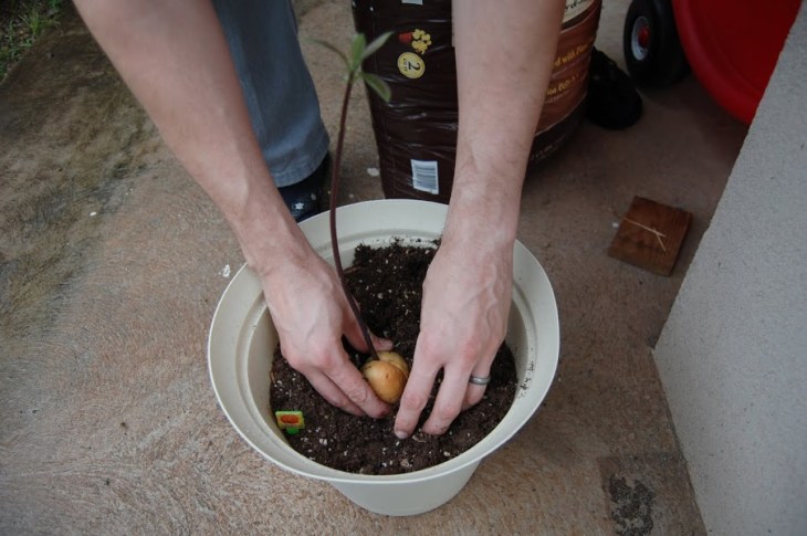 March 7: Plant Something