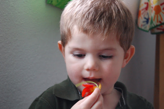 February 11: Color from the Garden