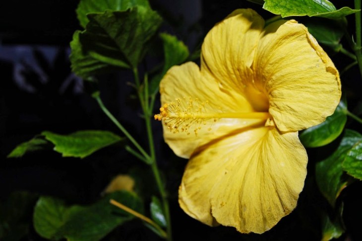 April 9: A Touch of Yellow