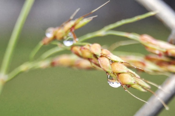 April 14: April Showers