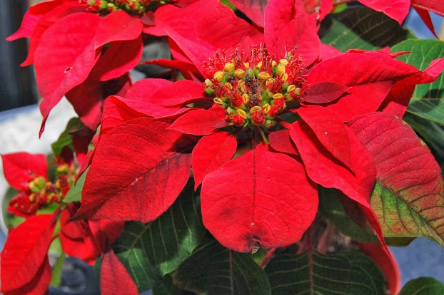 December 9: Colorful