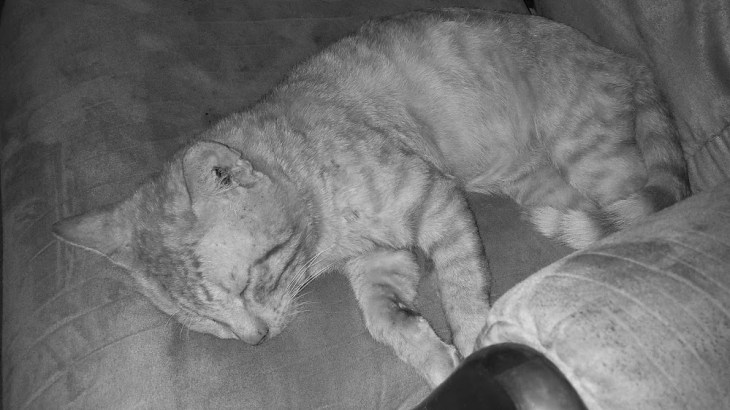 March 2: Cat (not) in a Hat