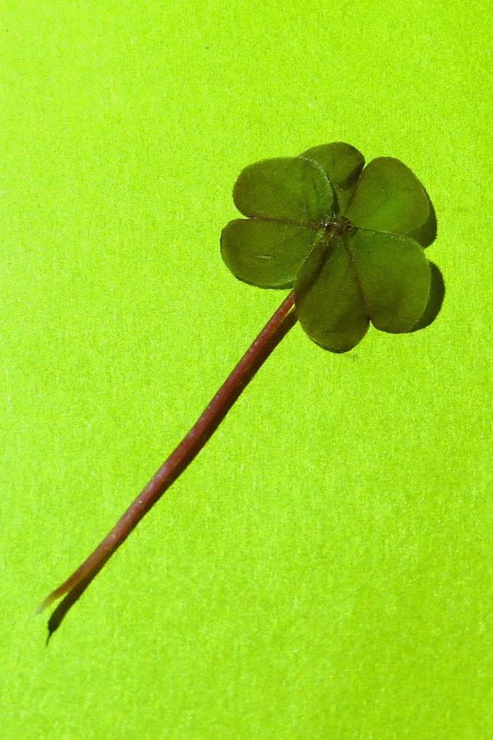 March 17: A Shamrock